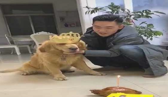网友给金毛生日日，强制让它熄灭焟烛，狗狗：本届的主人真的很难带啊