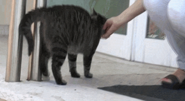 狗比猫忠诚？不知主人已去世，猫咪在医院门口守候数月