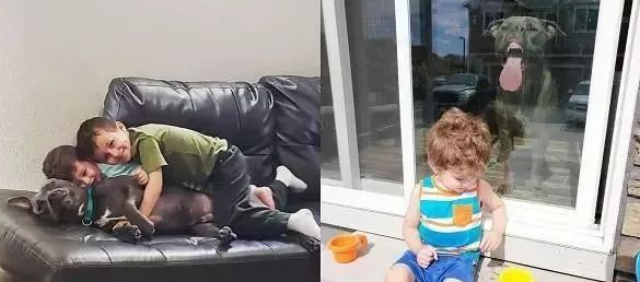 出来没带它！母亲拍大儿子美照，比特犬丑脸乱入，笑翻全家人