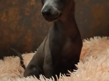 黑色灵缇犬狗狗图片