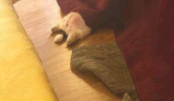 小奶狗坚持不懈仰躺睡觉的姿态，让它迅速变成了网红狗，这也太萌了吧！