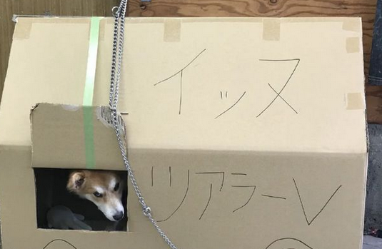 狗狗两次被遗弃，医生领养一年后，明白了原因