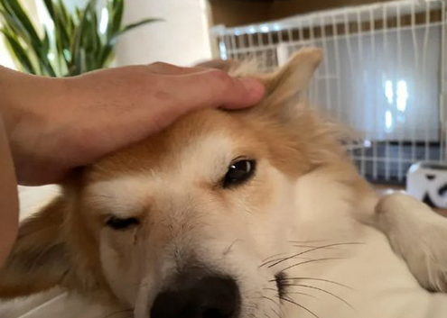 狗狗两次被遗弃，医生领养一年后，明白了原因