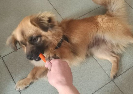 流浪犬要想喝水只怨够不上，女生绝不看不上的用力捧着喂，令人感动