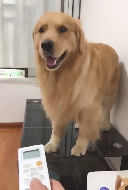 金毛狗狗嫌热把手关掉，还把主人吹的散热风扇也关掉，硬要主人吹空调！