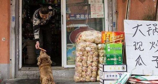 吃货狗狗每天拿一块钱，独自去买​零食回家，旁人直呼成精了!