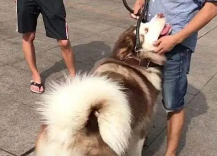 被朋友陷害出来遛狗，妹纸表示：回去之后，立马就绝交！
