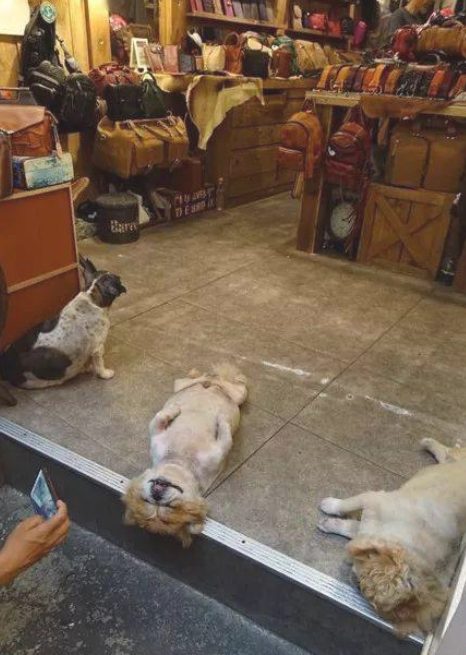 老板请小狗看来店，結果它却睡成这样子