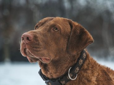 切萨皮克海湾寻回犬图片