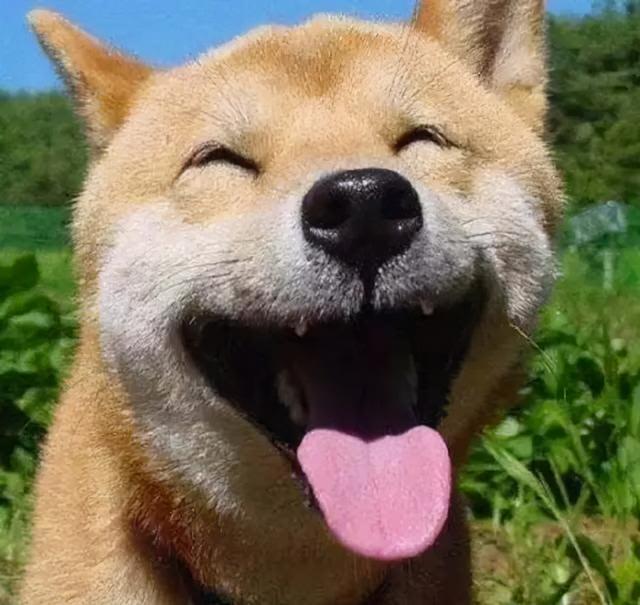 养狗最让人有“幸福感”的6个瞬间，你占了几个！