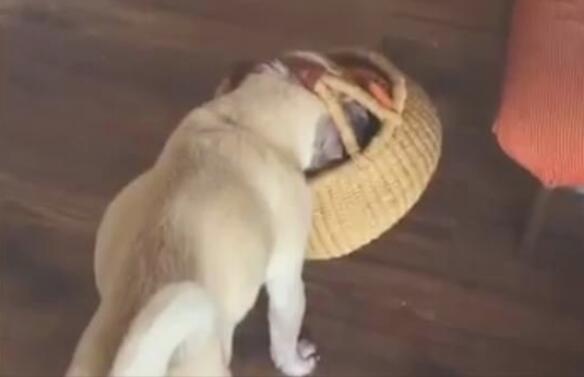 主人身体不适，狗狗寻找菜篮想帮主人买水果去