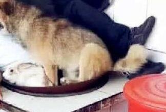 兔子和主人相拥睡觉，狗子一脸懵逼，狗子：你别着急