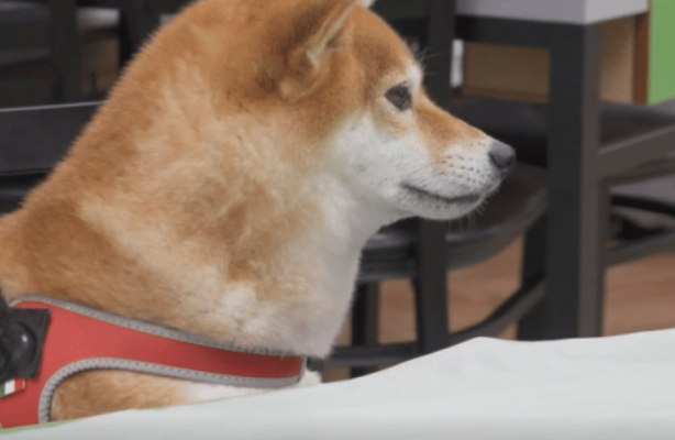 主人带秋田犬吃海产品，还没有上菜就隔着夹层玻璃开舔帝王蟹，汪星人：我馋它的身体！