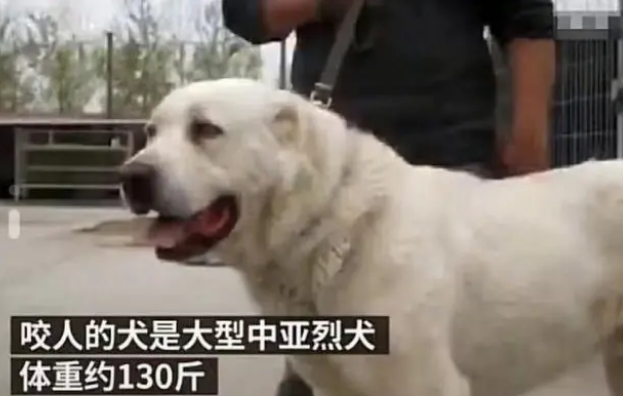 安徽68岁老人被狗咬死，狗自己上吊自杀？