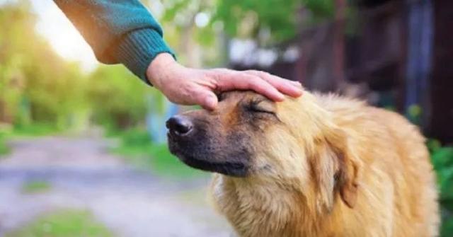 1年前它被前主人虐待，1年后新主人培养它成为警犬