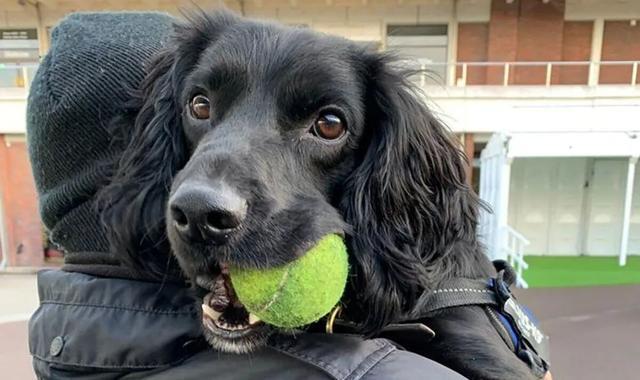 1年前它被前主人虐待，1年后新主人培养它成为警犬