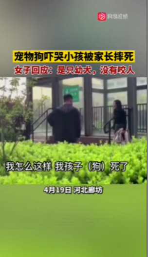 宠物狗吓哭小孩被家长摔死 犬主回应：自己有部分责任