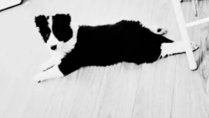宠物狗吓哭小孩被家长摔死 犬主回应：自己有部分责任