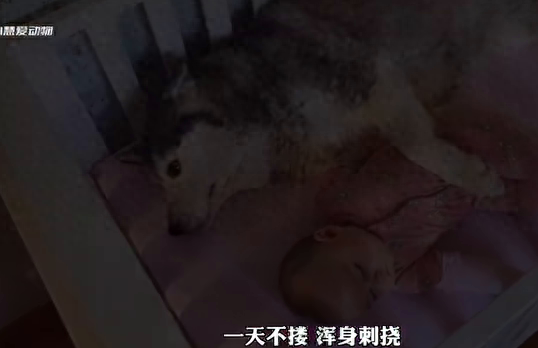 狗狗竟然会主动照顾小宝宝，简直太懂事了！||你见过如此...