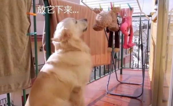 金毛的玩具被洗了，結果它蹲在阳台一天，狗：快放他们出来