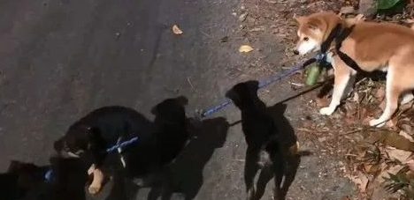 柴犬散步途中，被一群小黑狗围攻，结果它的反应笑喷了……