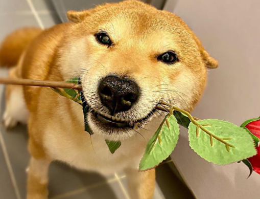 主人回家看到满地黑脚印，柴犬竟然浴室主动求洗白