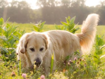 金毛犬图片