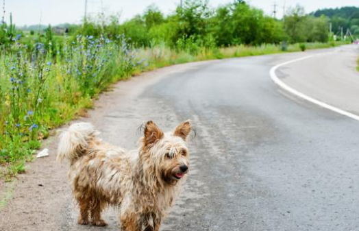 流浪狗在路边瑟瑟发抖，洗干净后颜值惊艳众人，竟是一只比熊犬