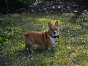 短腿柯基犬图片