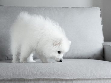 白色狗幼犬图片