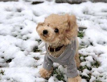 2019上海的一场雪，难得。狗子也激动的不行。