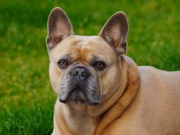 趴在草丛的法国斗牛犬图片