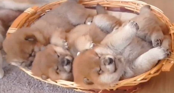 恋人柴犬产下3只小宝宝，一起照护他们一步不离，界面太治疗了