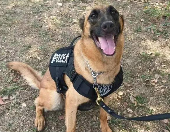 你想拥有一只警犬吗？上海首批退役警犬开放领养！