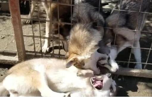 二哈碰到一群狼犬，给我哈哥一个面子