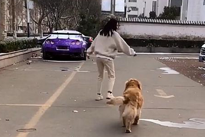 女主出门遛狗，模仿金毛走路，金毛看到后愣住……
