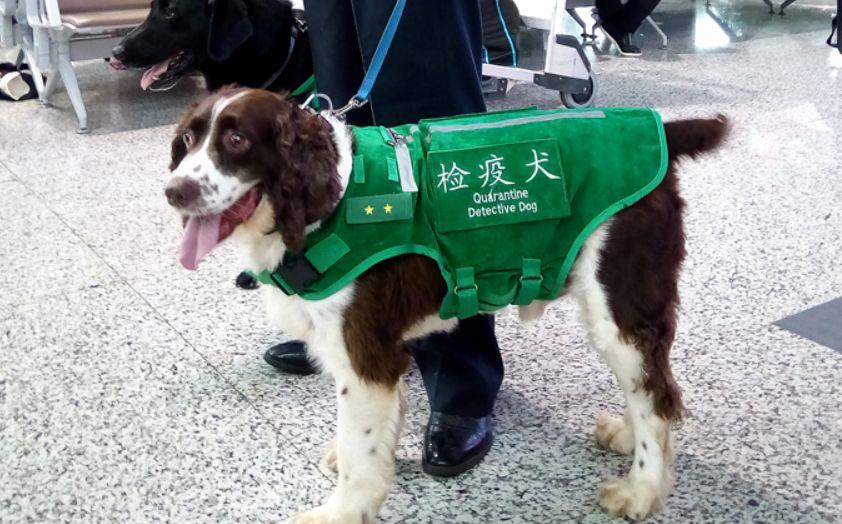 比格拥有这些特点，太适合做检疫犬了！主人都感到骄傲