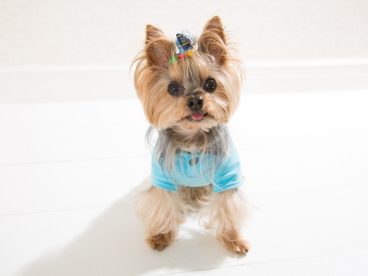 可爱呆萌约克夏犬图片