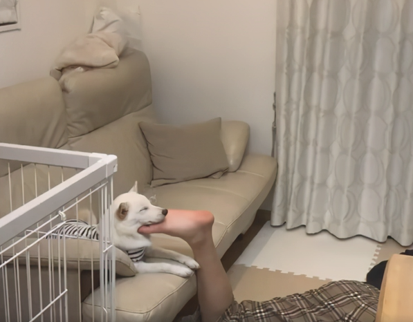 狗狗喜爱抱著主人的脚入睡，是高难度动作，狗：味儿视角正好