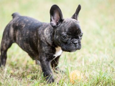 黑色的法国斗牛犬还要萌点