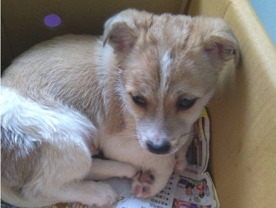 流浪犬被主人家遗弃街道，小家伙看人都哆嗦，无辜小表情让人心痛