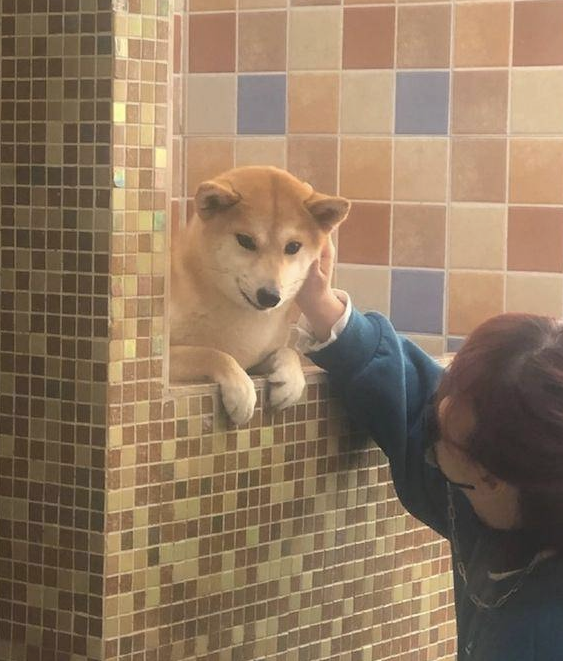 柴犬在冲澡以前，主人还去给它做观念提前准备，狗：趁机讹一下主人