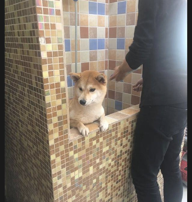 柴犬在冲澡以前，主人还去给它做观念提前准备，狗：趁机讹一下主人