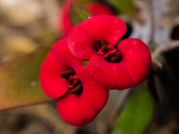红色花朵微距图片