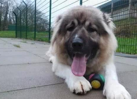 一只未成年幼犬被救后，两天就吃穷了救助中心！领养要求超简单