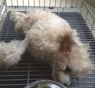 狗狗因粉碎大花瓶被主人踢偏瘫，送医院询价采购后转头离去，心痛