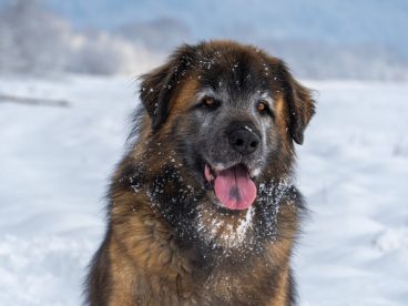 冬天雪地流浪狗图片