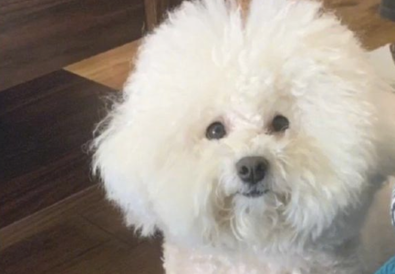 狗狗寄养宠物在宠物店一周后，乳白色的毛变成了深灰色，它是去煤碳厂了没有