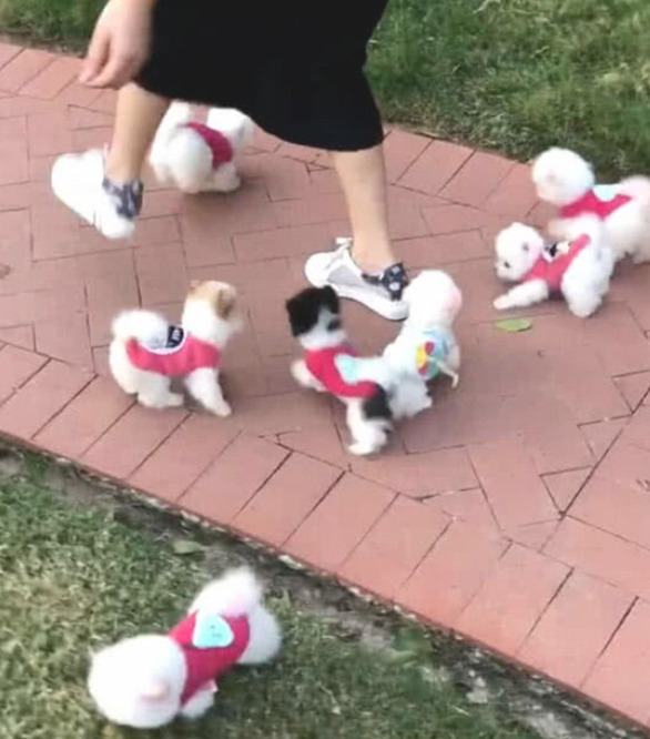 主人家带著几个茶杯犬外出,过路人竞相照相