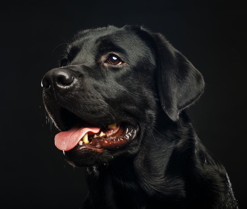 神秘的法老王猎犬：起源、特点与未来